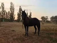 Klisna, Koně — foto 7