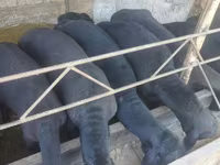 Domba jantan, Sheep — foto 2