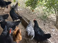 Australorp — foto 3