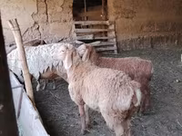 میش, Arashan sheep — عکس 1