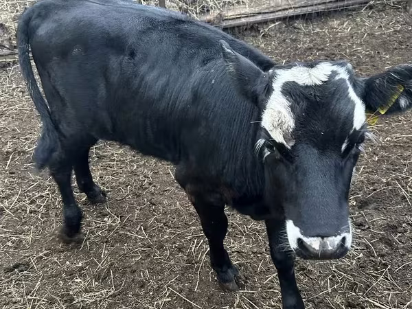 Vaca, Russian Black pied cattle