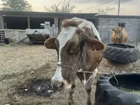 Mucca, Simmental cattle — foto 6