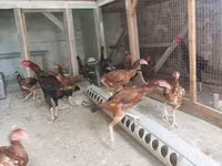 Chickens — Foto 2