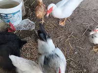 Chickens — 사진 2