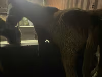 اسب نر, Yakutian horse — عکس 7