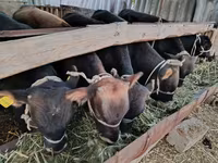 Toro, Swiss cattle — foto 3