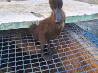 Ducks — foto 2