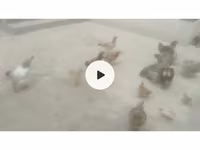 Chickens — 사진 3