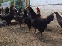 Chickens — 사진 1