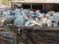 Sheep, Sheep — photo 2