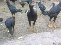 Chickens — عکس 4