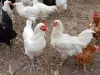 استرالیایی پیت گیم فاول — عکس 2