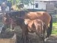 Klisna, Kyrgyz Horse — foto 6