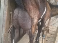 Kozel, Alpine goat — foto 3