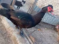 Ducks — foto 2