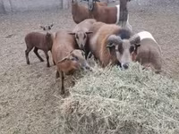 Ram, Cameroon sheep — foto 1