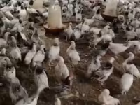 Chickens — عکس 5