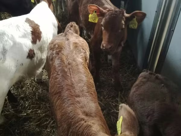 Bovinos (lote, sexo no especificado), Simmental cattle