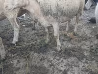 Kambing jantan, Sheep — foto 1