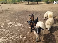 雌羊, Tsigai sheep — 写真 5