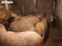 Pecora, Pecore — foto 5