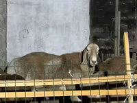 Хонь, Hissar sheep — 2 зураг