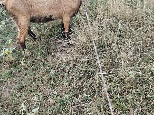Billy Goat, Goats — Moldova