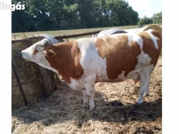 گاو ماده, Simmental cattle