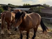 Kuda betina, Horses — foto 7