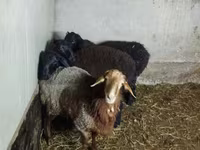 Ovce, Hissar sheep — foto 4