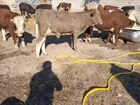 Lembu jantan, Cattle — foto 3