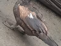 Ducks — foto 1