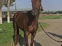 Kanca, Thoroughbred horse — 1. fotó