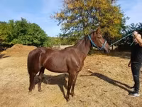 مادیان, Standardbred — عکس 3