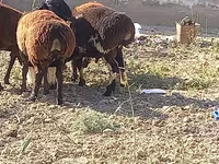 قوچ, گوسفند — عکس 2