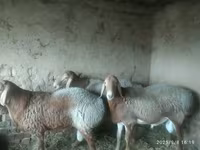 Får, Edilbay sheep — foto 5
