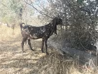 Buk, Nubian Goat — foto 4