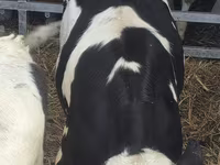 گاو نر, Russian Black pied cattle — عکس 5
