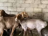 قوچ, Rhon sheep — عکس 5