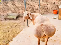 Ram, Arashan sheep — photo 2