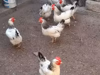 لاکنفلدر — عکس 1