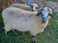 مینڈھا, بھیڑیں — تصویر 2
