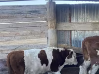 Сиыр, Simmental cattle — 2-сурет