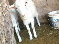 Ziegenbock, Ziegen — Foto 1