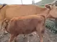 母牛, Cattle — 照片 4