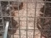 Quails — फ़ोटो 4