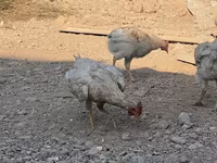 Chickens — fotografija 1