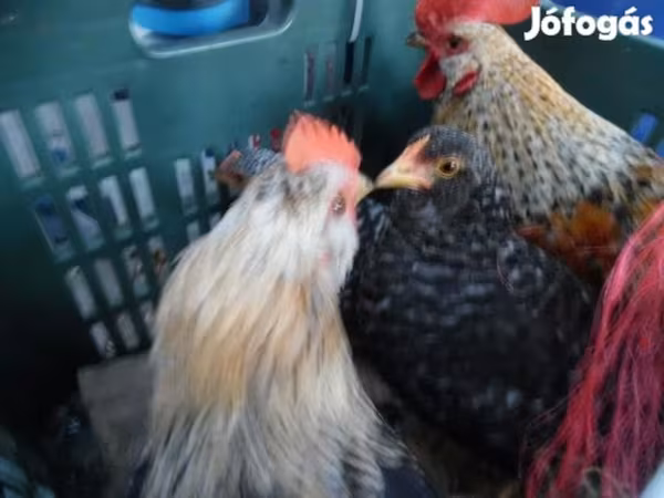 Japonský bantam