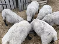قوچ, White Suffolk sheep — عکس 2