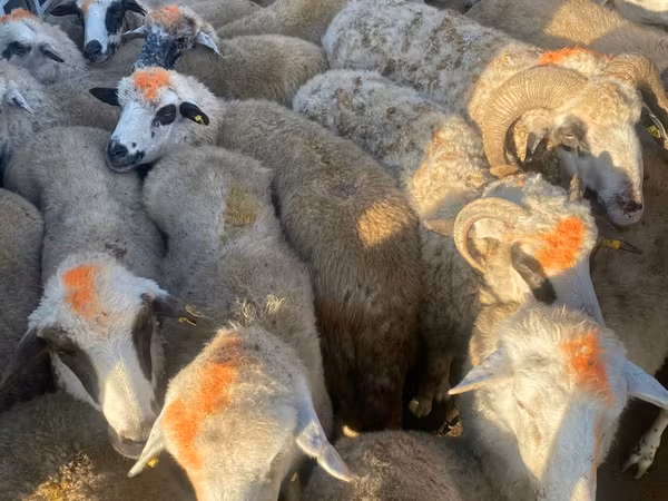 Sheep, Sheep — Moldova